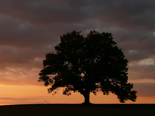 my tree at dusk by joiseyshowaa