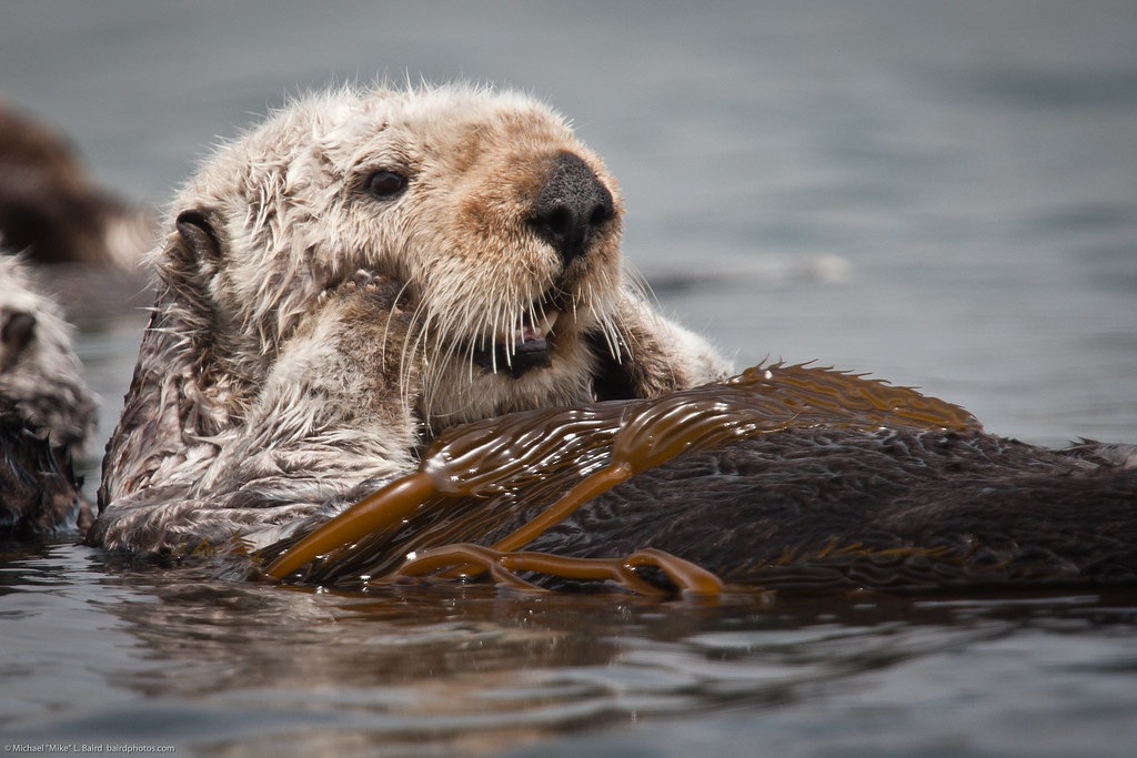 (3 of 5) California Sea Otter (Enhydra lutris) resting in a colony of a dozen sea otters and wrapped in kelp