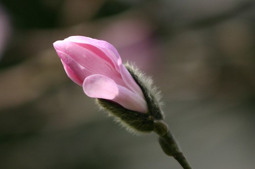 Pink magnolia bud