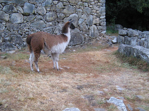 Inca Trail 107 | by Nunoa
