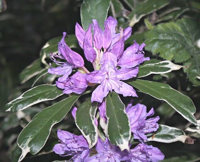Beautiful R. ponticum variegatum