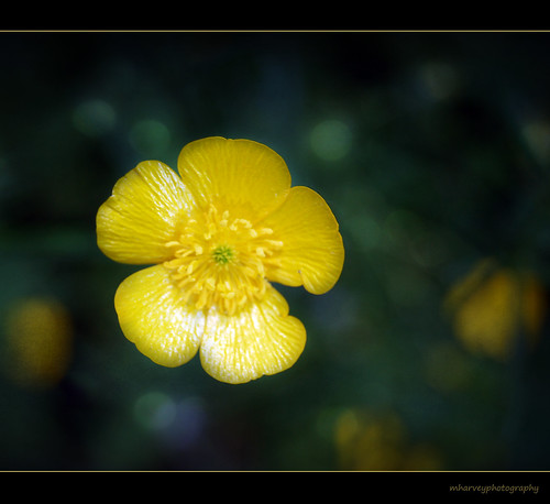 Buttercup (happy summer everyone!) by ❁bluejay 2006❁