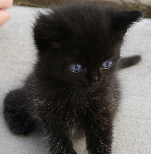 Black Kitten, Weird_Aunt_Martha