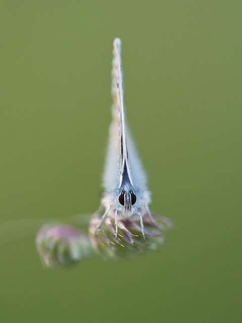 Common Blue Butterfly head on