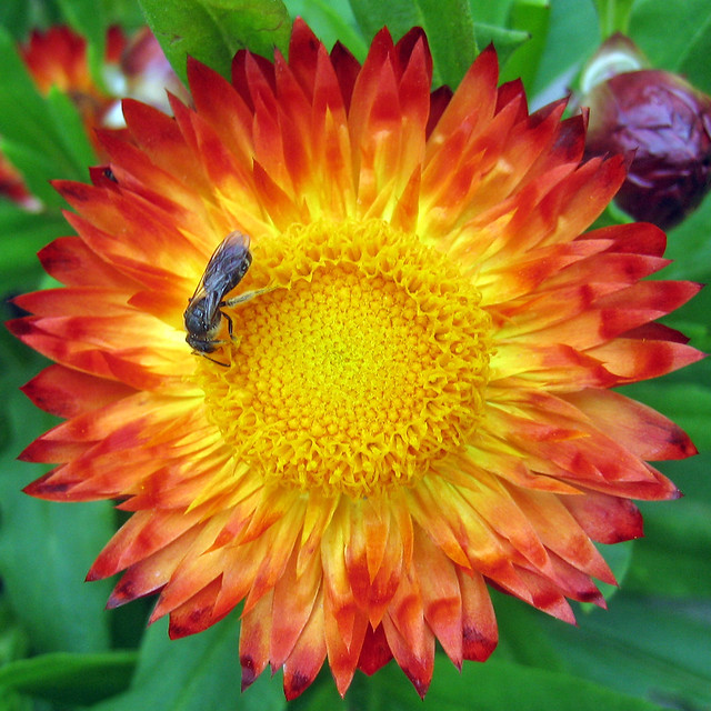 Hoverfly on a Strawflower