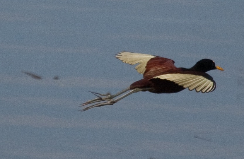 Jacana
