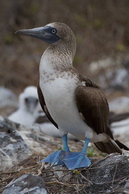 Blue-footed Booby w Chick 3845