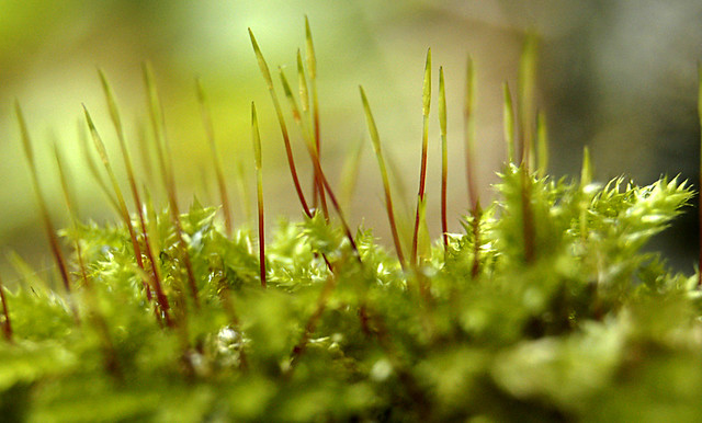 Red and green sporophytes