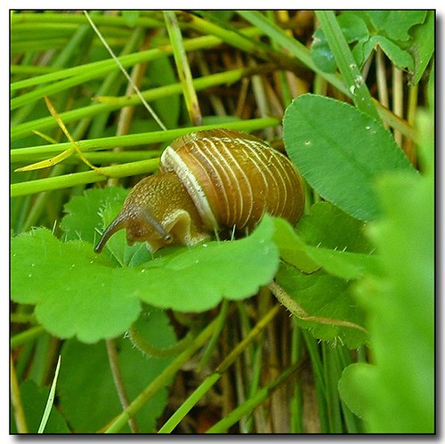 camping macro snail idaho featuredinexplore