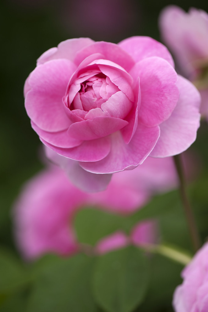 shrub rose | Rosa Gertrude Jekyll Photo by Ivo M. Vermeulen | The New ...