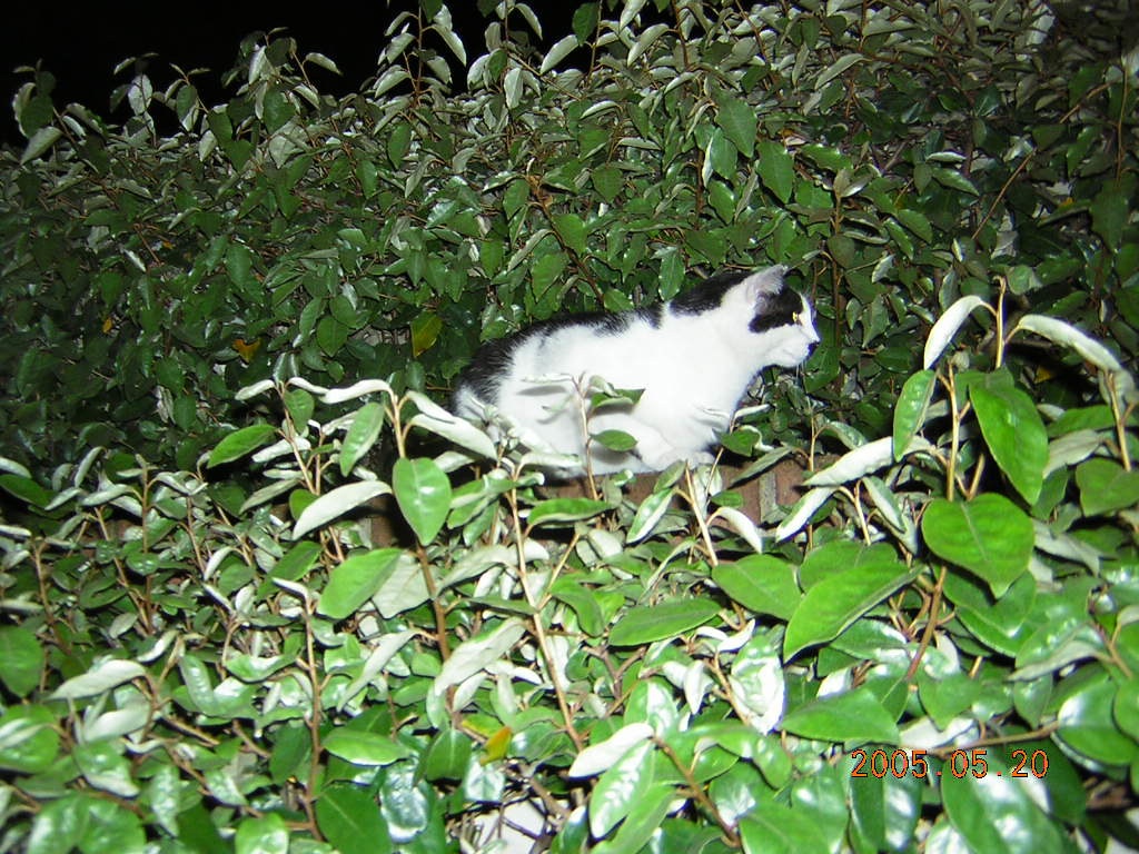 DSCN0634 | This kitty cat was haning around the bar. He was … | Flickr