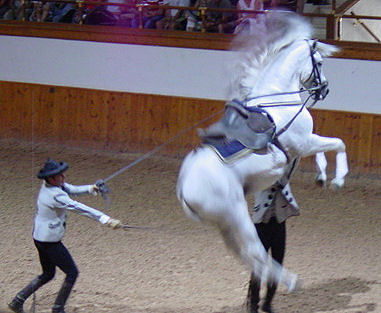 Andalusian Stallion performing a Capriole | In the capriole … | Flickr