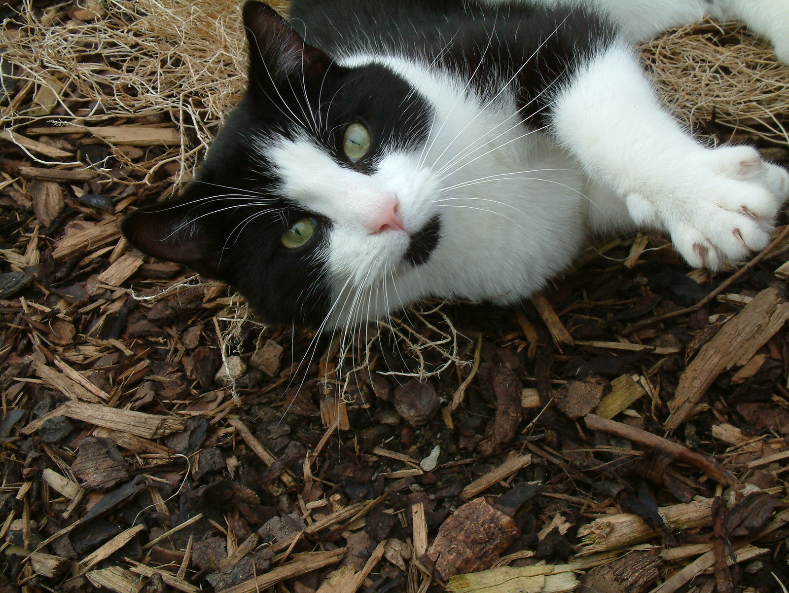 Cats | Flickr