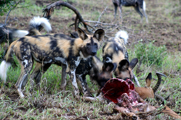 African Wild Dogs, Hluhluwe Umfolozi National Park, South Africa (Apr 2006)