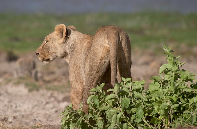 Lioness watching