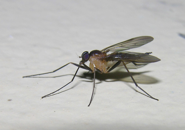 Rhagionid fly, Borneo