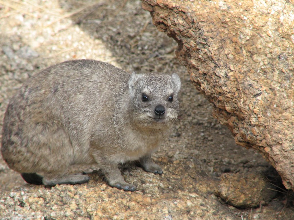 rock hyrax pet