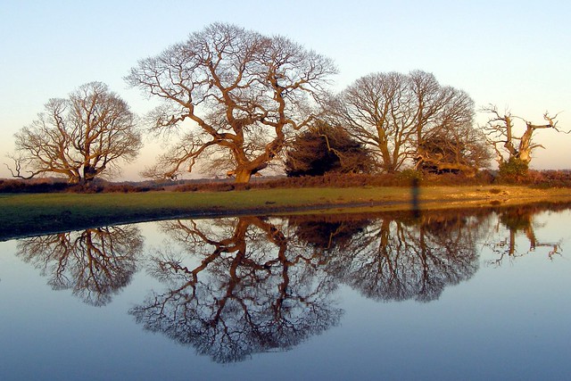 Winter oak reflections 02