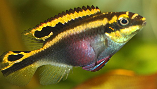 Purpurprachtbarsch Weibchen - Pelvicachromis pulcher
