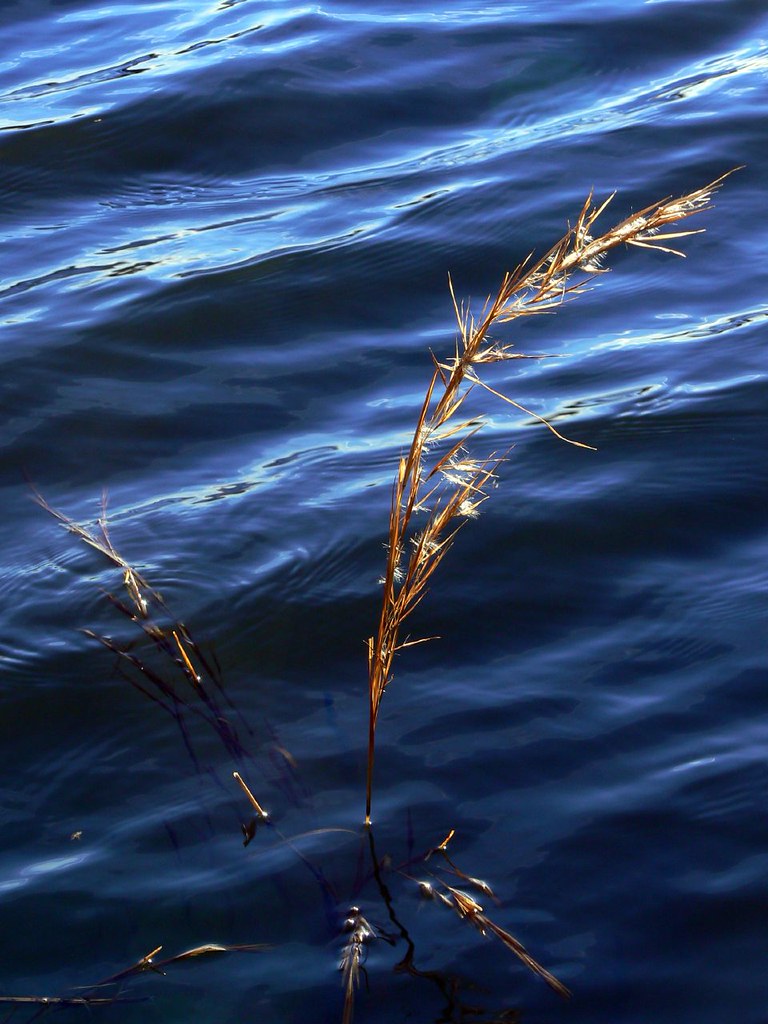 Winter Water Grass | Thomas & Dianne Jones | Flickr