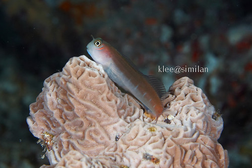 comical blenny | by klee@underwater