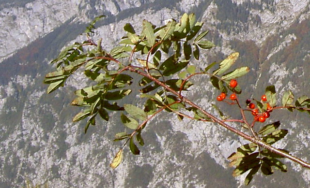 red ribes and gray mountain