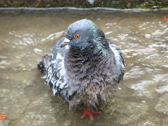 Wet dove
