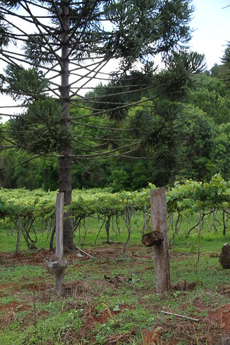 rural landscape countryside vineyard paisagem serra rs gramado vinhas vinhedo calovi gramadorural linhafurna