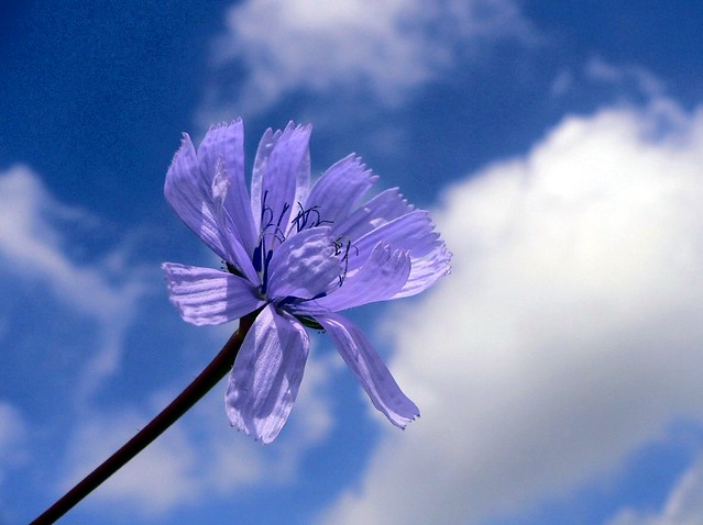 Nel blu' dipinto di blu' (Cichorium intybus)