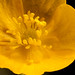 Flickr photo 'Ranunculus acris' by: cetp.