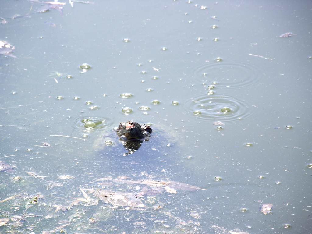 Snapper Flickr snapper | chris gault | Flickr