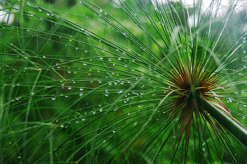 Papyrus in the Rain | by Dovid100