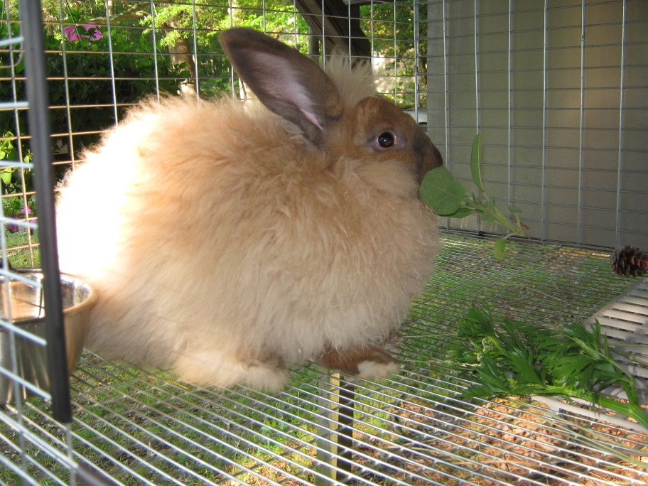 Angora Rabbit, Fiber-Pet | French/ German crossbred 