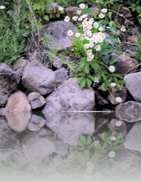 wildflower reflections