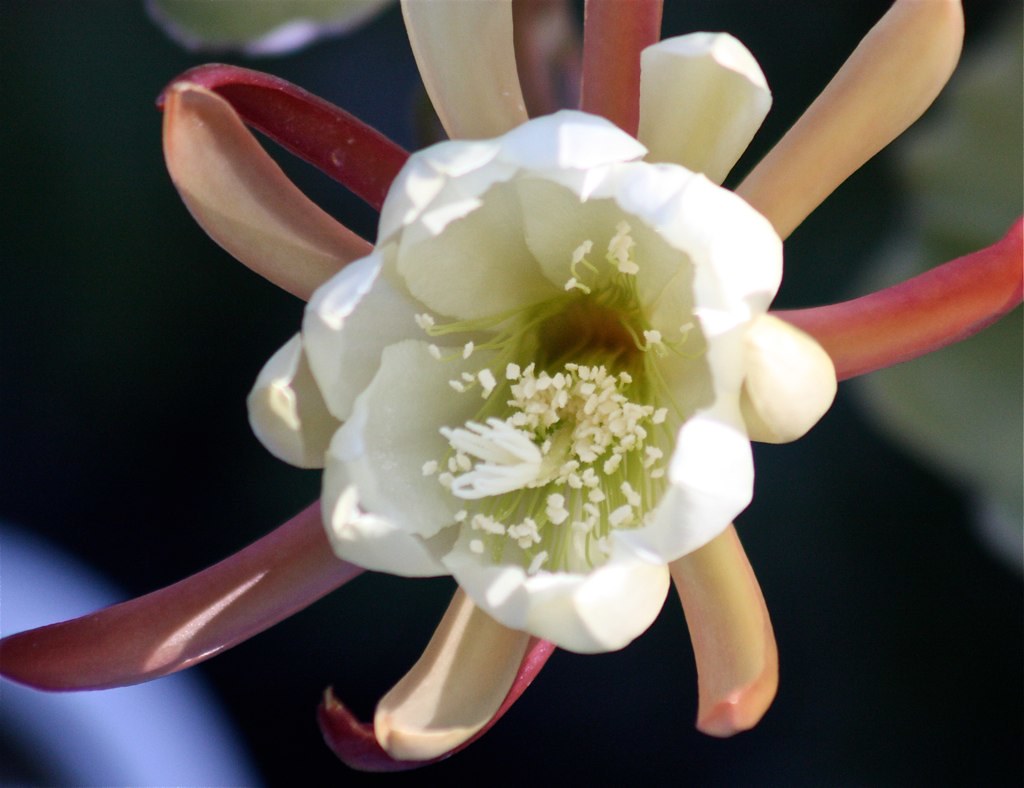 epiphyllum white orchid cactus | a friend gave me some piece… | Flickr