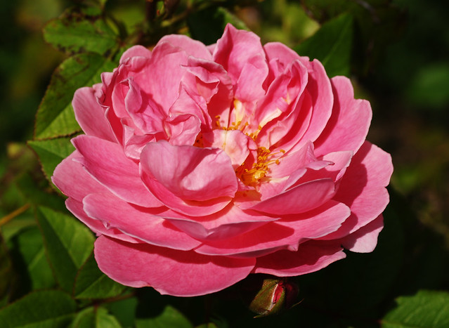 Roza - Rose