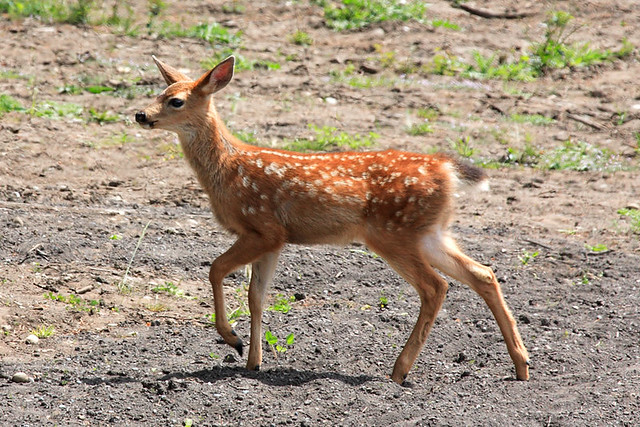 Black Tailed Fawn I