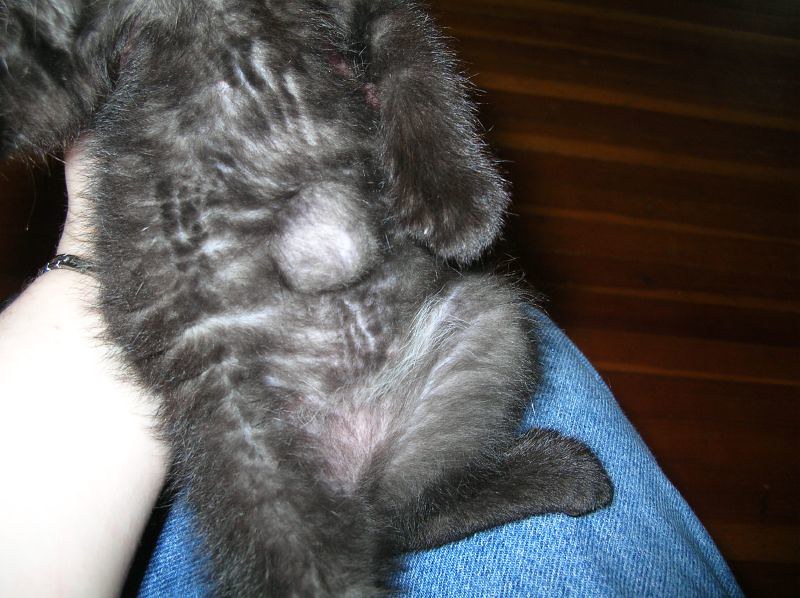 Umbilical hernia | The little black kitten (I haven't gotten… | Flickr