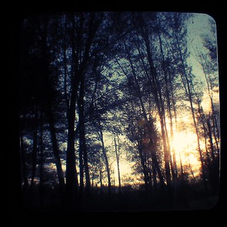 Token Sunset through the Trees