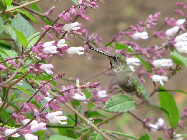 292: Anna's Hummingbird