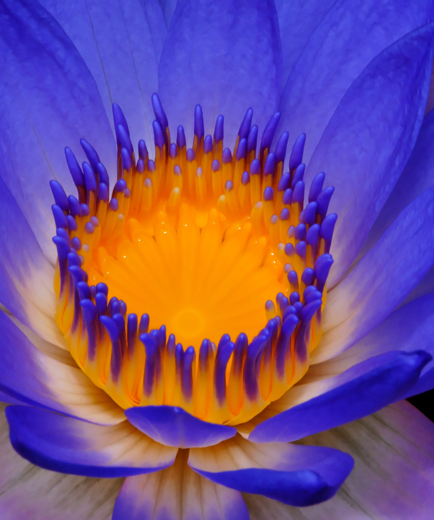Electric Blue Water Lily by David Marine