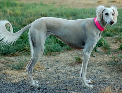 Rocket 6.5 yrs old | by HawksView