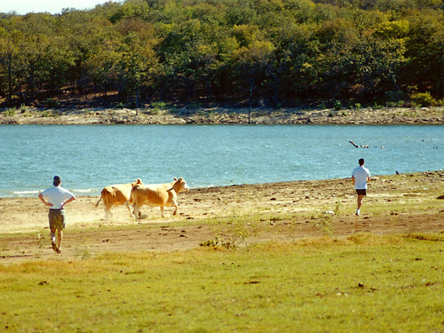 ranch lake texas cattle cows bridgeport sidrichardsonscoutranch lakebridgeport
