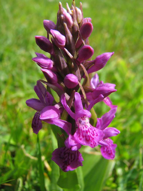 Wild Irish Orchid
