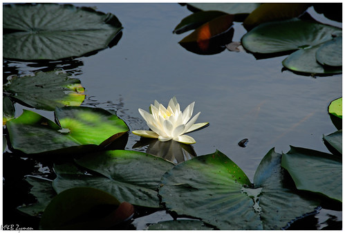 waterlily, light and shadow by Magda'70