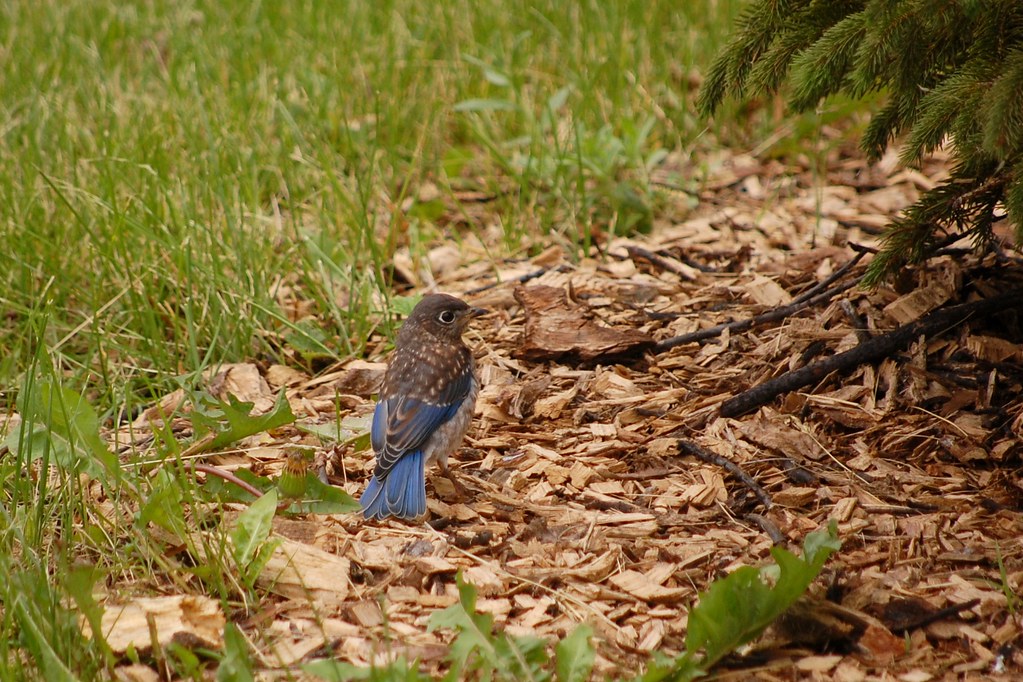 Eastern Bluebird Fledgling | Powderhorn Park Minneapolis, MN… | Flickr