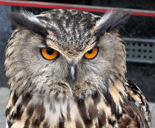 European Eagle Owl - Bubo bubo