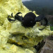 Spidey trying to catch a ride back down. Gunung Ijen, Indonesia 24APR10