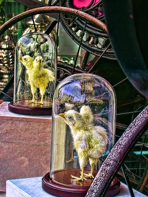 Incredible Two-Headed Dueling Spring Chickens Under Glass, Fake HDR