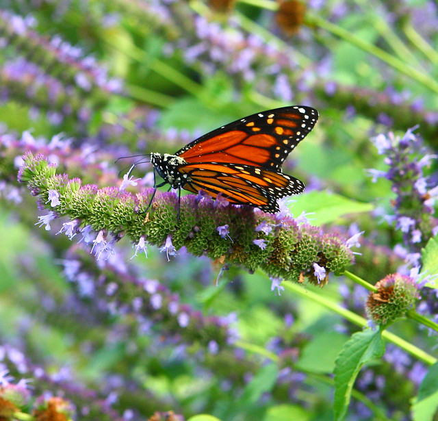 my monarch butterfly from NYBG